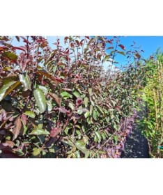 Zierapfel ‘Nicoline’ C6