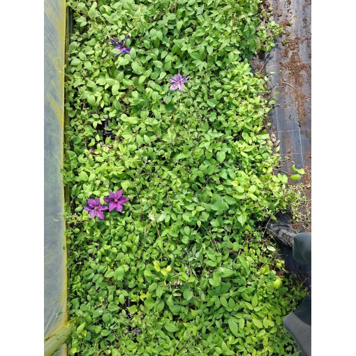 Clematis-Mix C2