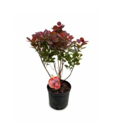 Perückenstrauch ‘Royal Purple’ C5