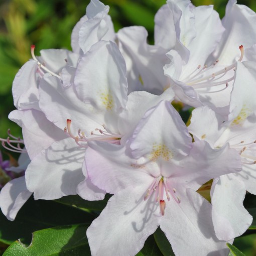 Rhododendron (Azalee) Cunningham's White C4