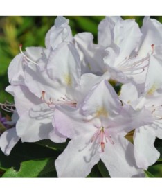 Rhododendron (Azalee) Cunningham's White C4