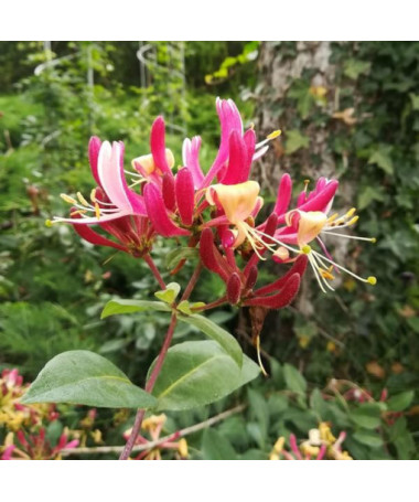 Geißblatt 'American Beauty', 4L Topf