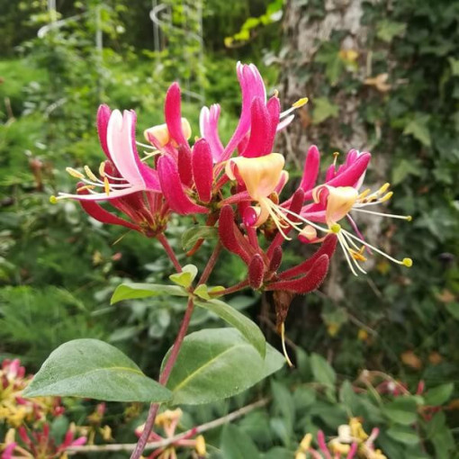 Geißblatt 'American Beauty', 4L Topf
