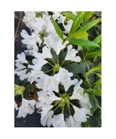 Rhododendron (Azalee) Cunningham's White C4