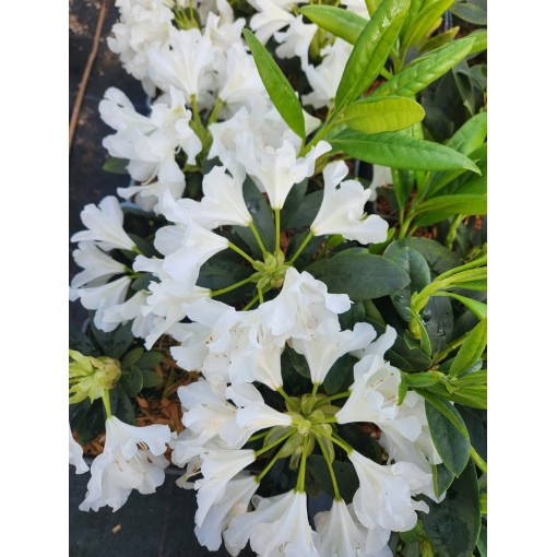 Rhododendron (Azalee) Cunningham's White C4
