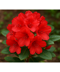 Rhododendron (Azalee) Scarlet Wonder C2