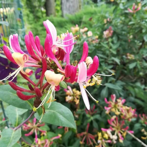 Geißblatt 'American Beauty', 4L Topf