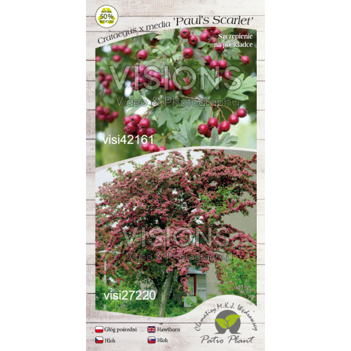 Zweigriffliger Weißdorn ‘Paul’s Scarlet’ (Okulant) C4 (Veredelung auf Unterlage)