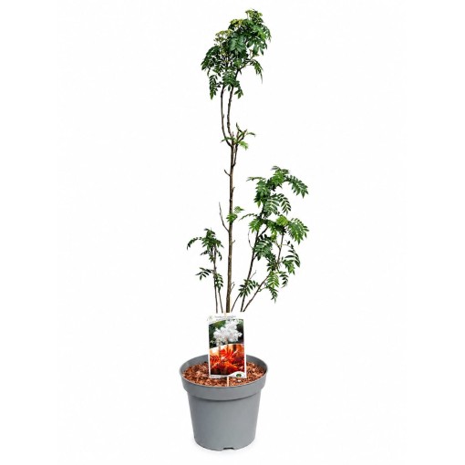 Eberesche ‘Autumn Spire’ (veredelter Jungbaum) C4