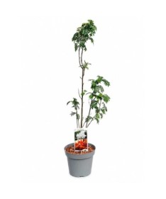 Eberesche ‘Autumn Spire’ (veredelter Jungbaum) C4