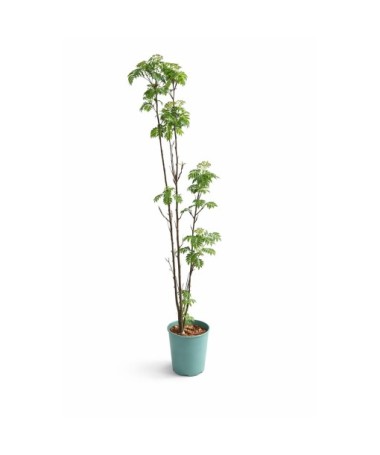Eberesche ‘Autumn Spire’ (veredelter Jungbaum) C4