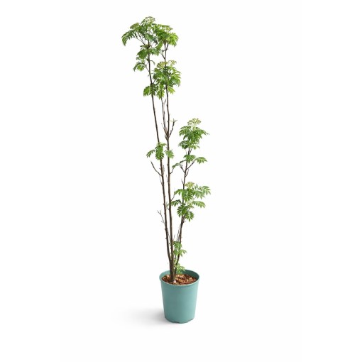 Eberesche ‘Autumn Spire’ (veredelter Jungbaum) C4