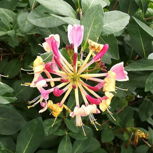 Geißblatt 'American Beauty', 4L Topf