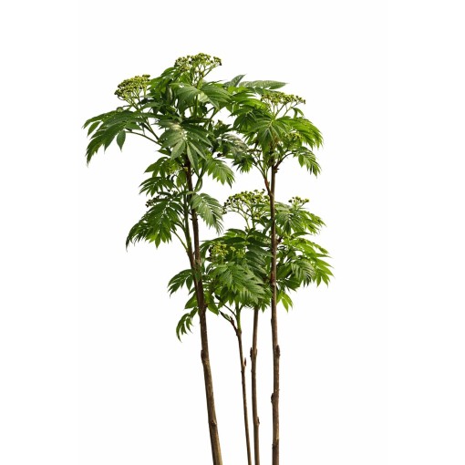 Eberesche ‘Autumn Spire’ (veredelter Jungbaum) C4