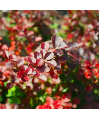 Berberis Thunbergii 'Hellmond Pilar' Topf, 2L