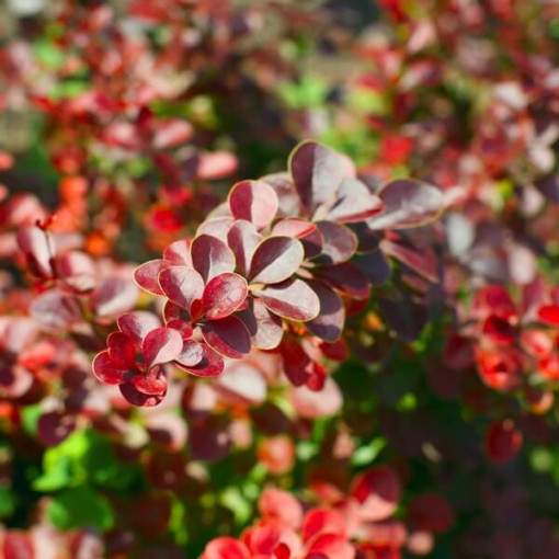 Berberis Thunbergii 'Hellmond Pilar' Topf, 2L