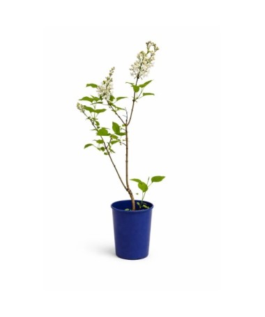Gemeiner Flieder ‘Miss Ellen Willmott’ C4