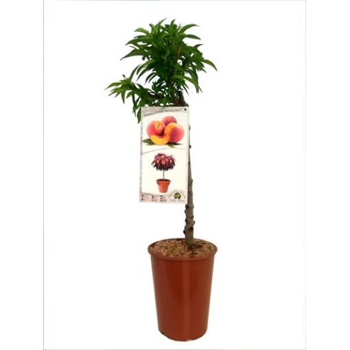 Mini Patio – Pfirsich Honey Gold, 4‑Liter‑Topf