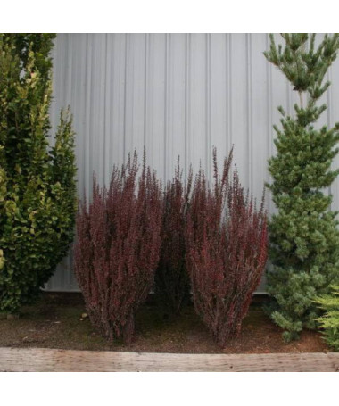 Berberis Thunbergii 'Hellmond Pilar' Topf, 2L