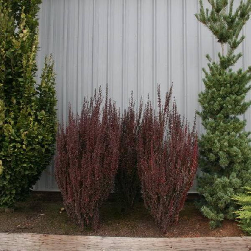 Berberis Thunbergii 'Hellmond Pilar' Topf, 2L