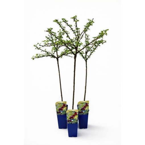 Rote Stachelbeere ‘Hinnonmaki Red’ C2 (Stammveredelte Pflanze)