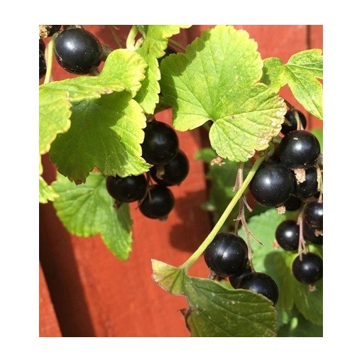 Schwarze Johannisbeere ‘Titania’ C2 (Stammveredelte Pflanze)