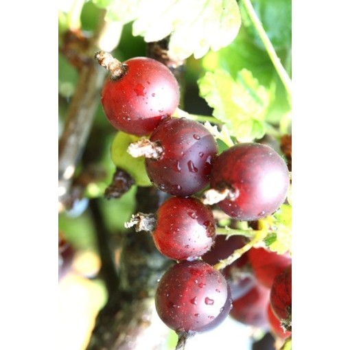 Jostabeere C2 (Stammveredelte Pflanze)