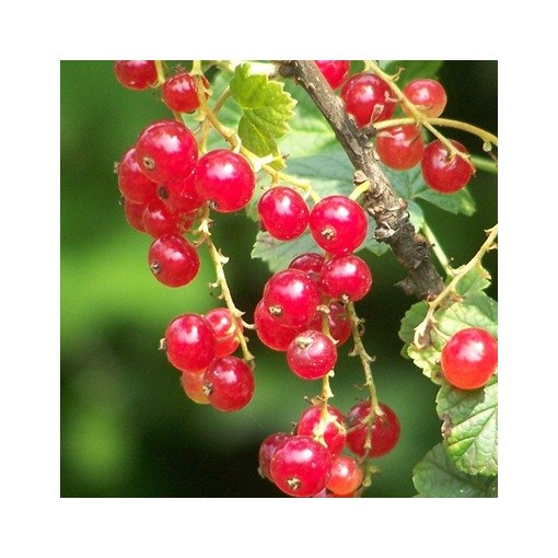 Rote Johannisbeere ‘Jonkheer van Tets’ (Stammveredelte Pflanze)