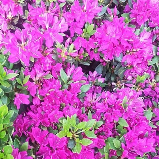 Rhododendron (Azalee) 'Geisho Purple' C4