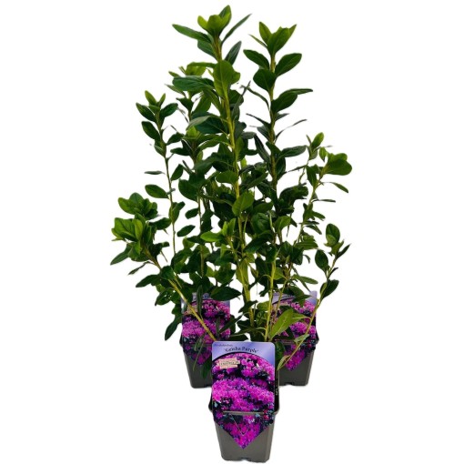 Rhododendron (Azalee) 'Geisho Purple' C4