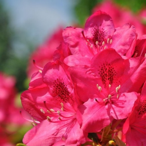 Rhododendron (Azalee) Nova Zembla Topf, C4