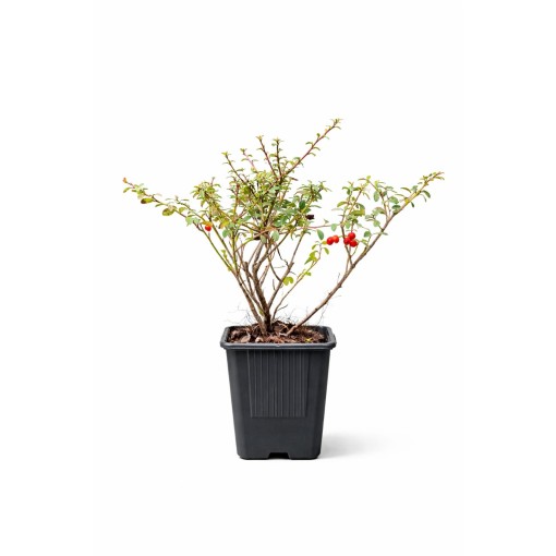 Schwedische Zwergmispel ‘Coral Beauty’ P9/C1