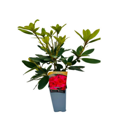 Rhododendron (Azalee) Nova Zembla Topf, 2L