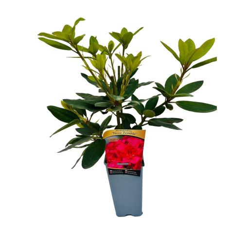 Rhododendron (Azalee) Nova Zembla Topf, 2L