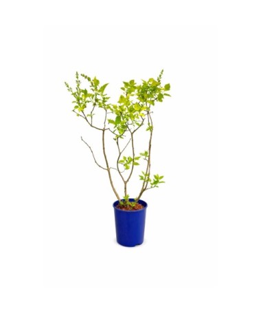 Gewöhnlicher Flieder ‘Aucubaefolia’ C4