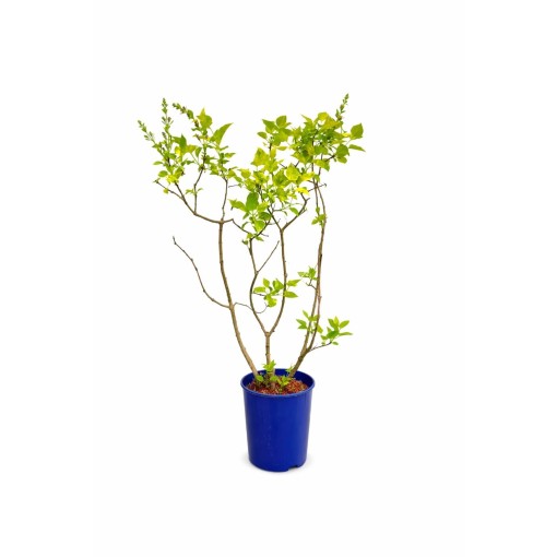 Gewöhnlicher Flieder ‘Aucubaefolia’ C4