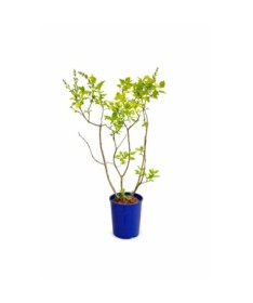 Gewöhnlicher Flieder ‘Aucubaefolia’ C4