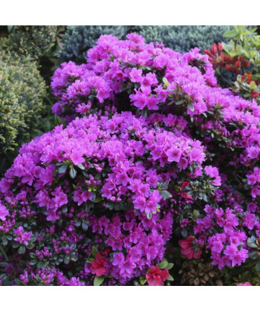 Rhododendron (Azalee) 'Geisho Purple' Topf, 2L
