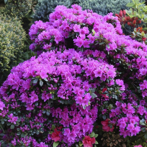 Rhododendron (Azalee) 'Geisho Purple' Topf, 2L