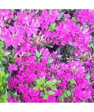 Rhododendron (Azalee) 'Geisho Purple' Topf, 2L