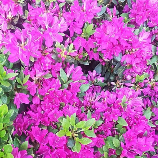 Rhododendron (Azalee) 'Geisho Purple' Topf, 2L