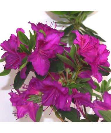 Rhododendron (Azalee) 'Koningstein' Topf, 2L