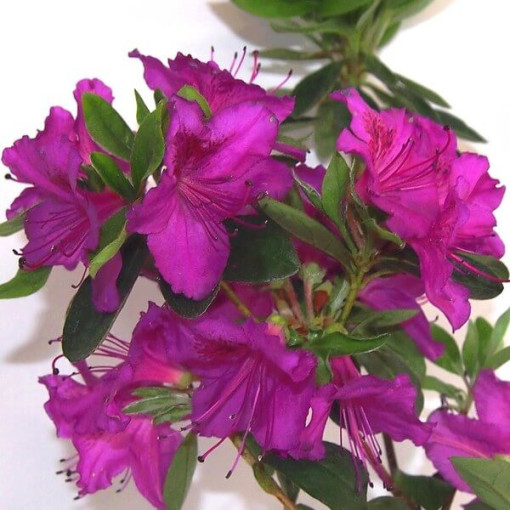 Rhododendron (Azalee) 'Koningstein' Topf, 2L