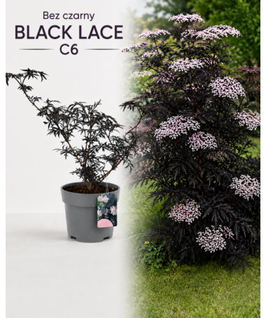 Schwarzer Holunder ‘Black Lace’ PBR C6