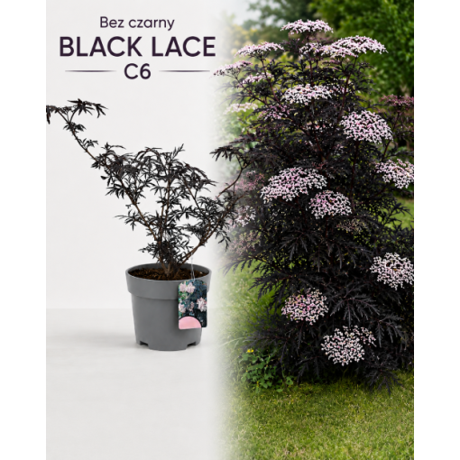 Schwarzer Holunder ‘Black Lace’ PBR C6