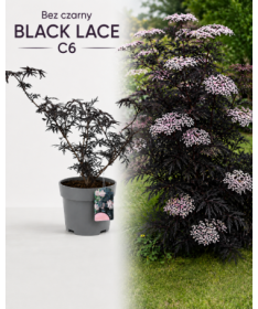 Schwarzer Holunder ‘Black Lace’ PBR C6