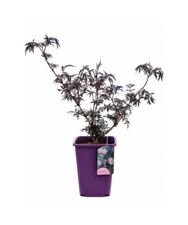 Schwarzer Holunder ‘Black Lace’ PBR C6