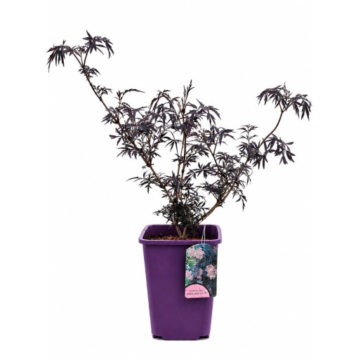 Schwarzer Holunder ‘Black Lace’ PBR C6