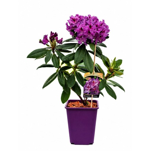 Rhododendron (Azalee) Catawbiense Grandiflorum 6‑Liter‑Container