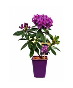 Rhododendron (Azalee) Catawbiense Grandiflorum 6‑Liter‑Container